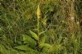 Verbascum nigrum